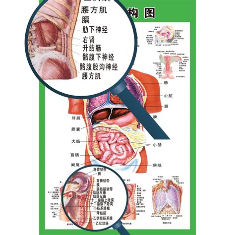 身體部位圖|人體內臟解剖圖最全整理，教你零基礎學好內科學！